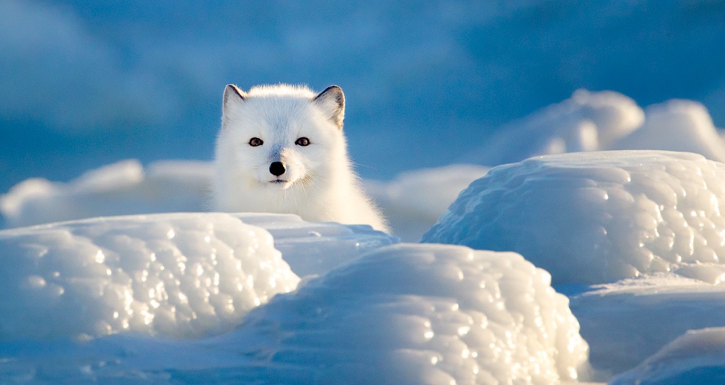 Antarctica